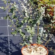 Eucalyptus - Les Serres de Linac